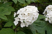 HYDRANGEA QUERCIFOLIA FLEMYGEA SNOW QUEEN