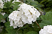 HYDRANGEA QUERCIFOLIA FLEMYGEA SNOW QUEEN