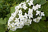 HYDRANGEA QUERCIFOLIA SNOWFLAKE