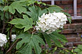 HYDRANGEA QUERCIFOLIA