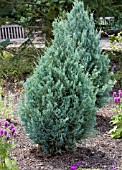 JUNIPERUS SCOPULORUM WICHITA BLUE