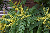 KOELREUTERIA PANICULATA