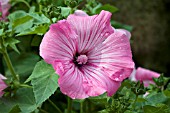 LAVATERA TRIMESTRIS SILVER CUP