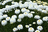 LEUCANTHEMUM SUPERBUM FIONA COGHILL