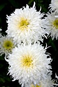 LEUCANTHEMUM SUPERBUM FIONA COGHILL