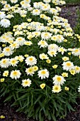 LEUCANTHEMUM SUPERBUM GOLDRAUSCH