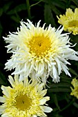 LEUCANTHEMUM SUPERBUM GOLDRAUSCH