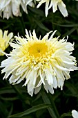 LEUCANTHEMUM SUPERBUM GOLDRAUSCH