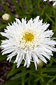 LEUCANTHEMUM SUPERBUM SANTE