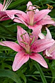 LILIUM MONTREAUX