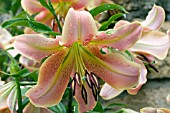 LILIUM ORIENTALE RED HOT