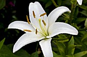 LILIUM STERLING STAR