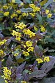 LYSIMACHIA CILIATA PURPUREA