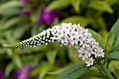 LYSIMACHIA CLETHROIDES