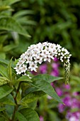 LYSIMACHIA CLETHROIDES