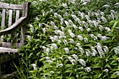 LYSIMACHIA CLETHROIDES