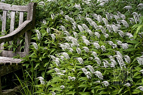 LYSIMACHIA_CLETHROIDES