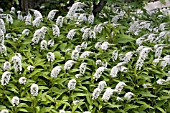 LYSIMACHIA CLETHROIDES