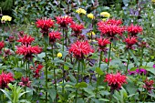 MONARDA DIDYMA CAMBRIDGE SCARLET