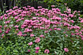 MONARDA DIDYMA MARSHALLS DELIGHT