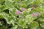 PELARGONIUM ATOMIC SNOWFLAKE