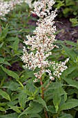 PERSICARIA POLYMORPHA