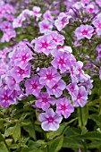 PHLOX PANICULATA ENDING BLUE