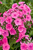 PHLOX PANICULATA PINK ATTRACTION