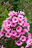 PHLOX PANICULATA PINK FLAME