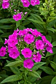 PHLOX PANICULATA PURPLE FLAME