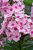 PHLOX PANICULATA ROWIE