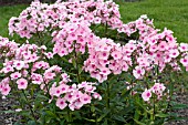 PHLOX PANICULATA ROWIE