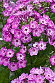 PHLOX PANICULATA VOLCANO PURPLE