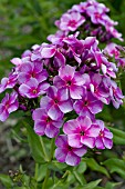 PHLOX SWIRLY BURLY