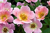 ROSA RAINBOW KNOCK OUT, (ROSE RAINBOW KNOCK OUT), LIGHT PINK FORM. (SYN. ROSA RADCOR)