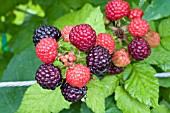 RUBUS JEWELL BLACK RASPBERRY