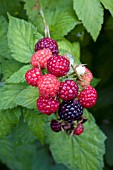 RUBUS JEWELL BLACK RASPBERRY