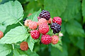 RUBUS JEWELL BLACK RASPBERRY