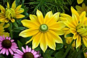 RUDBECKIA HIRTA PRAIRIE SUN