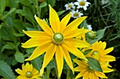 RUDBECKIA HIRTA PRAIRIE SUN