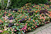 SHADY BORDER, MIXED COLEUS IMPATIENS AND BEGONIA