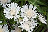 STOKESIA LAEVIS ALBA