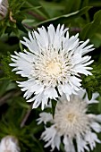 STOKESIA LAEVIS ALBA