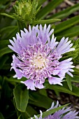 STOKESIA LAEVIS BLUESTONE