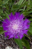 STOKESIA LAEVIS HONEYSONG PURPLE