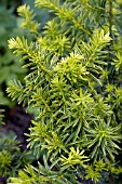 TAXUS CUSPIDATA BRIGHT GOLD