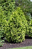 THUJA OCCIDENTALIS SUNKIST