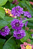 VERBENA RIGIDA SANTOS