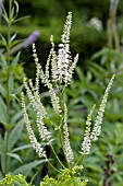 VERONICASTRUM SIBIRICUM