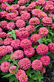 ZINNIA ELEGANS MAGELLAN CORAL